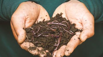 Perfect Pair: Worms and Compost Unite for Garden Glory!