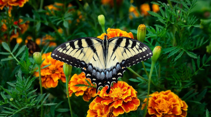 Companion Planting: Elevate Your Garden's Health with Heritage Products