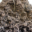 Load image into Gallery viewer, Ericaceous Compost - Bulk Bag