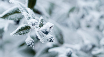 Winter Wonderland: A Planting Guide for January and February
