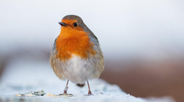 Welcoming Winter Guests: Birds in Your Garden