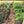 Load image into Gallery viewer, Sandy Loam Topsoil - Bulk Bag
