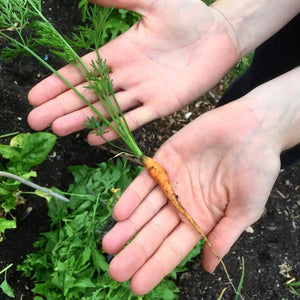 Organic Vegetable Topsoil - Bulk Bag